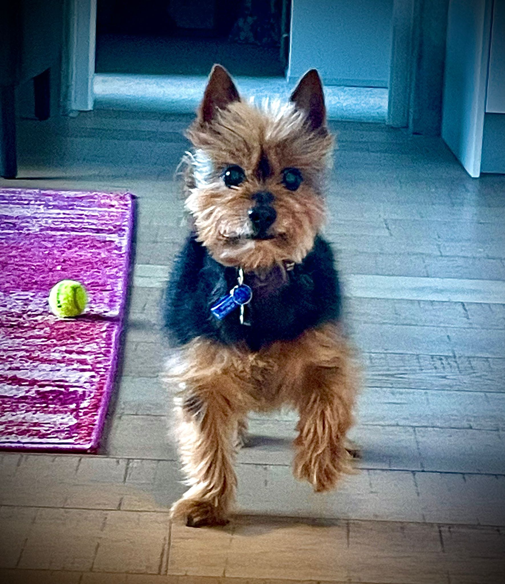 Small Yorkshire Terrier standing indoors on a hardwood floor, with one paw raised and a tennis ball nearby.