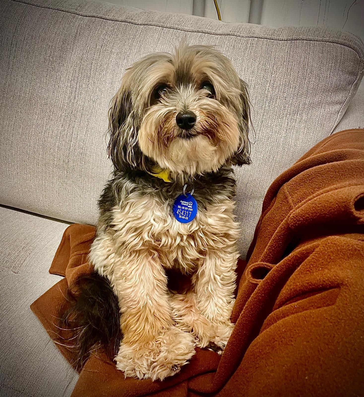 Small fluffy tan dog sitting on a couch beside a brown blanket, wearing a yellow collar and blue tag.