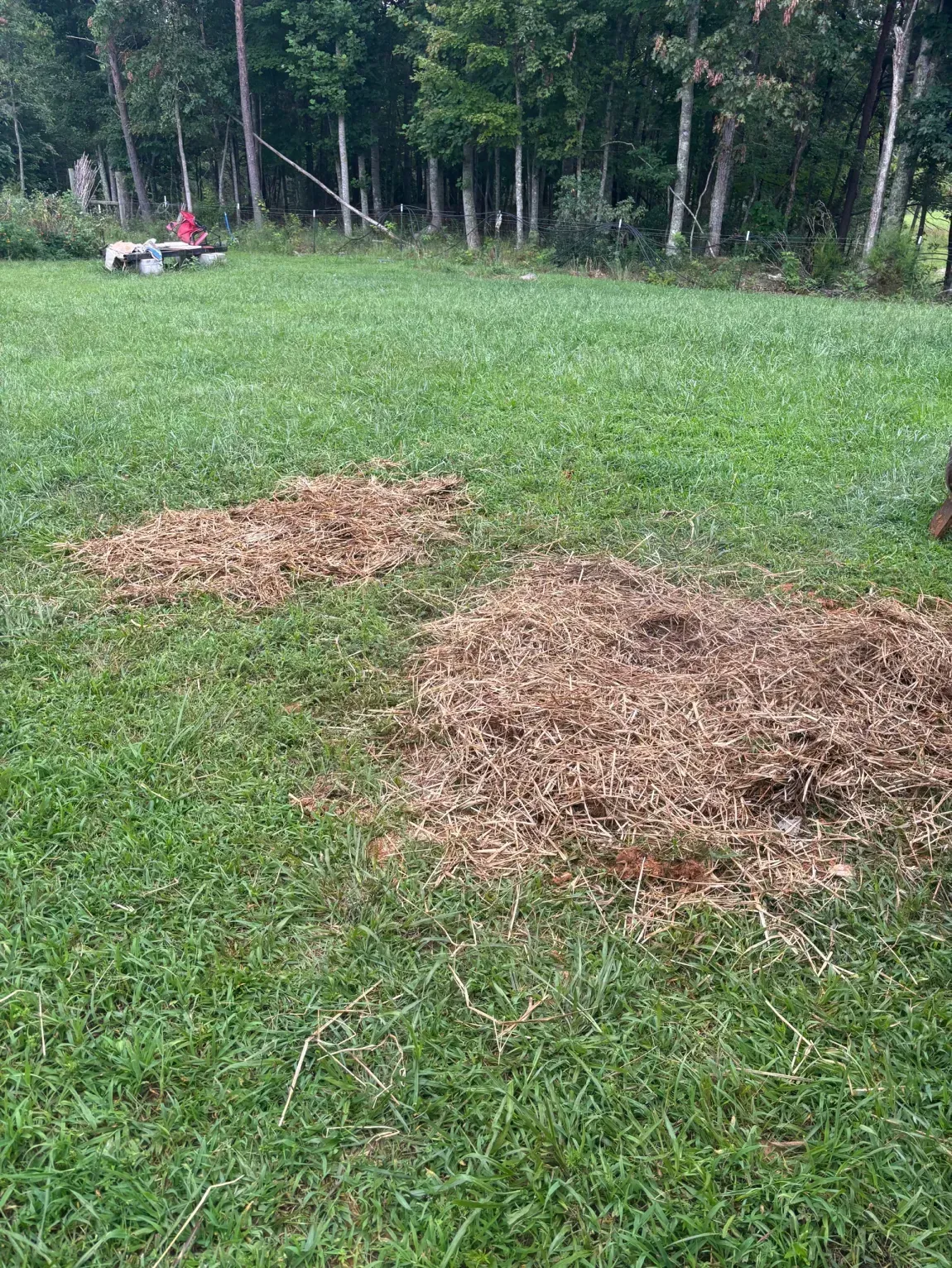Two brown mulch piles in a grassy yard near a wooded tree line