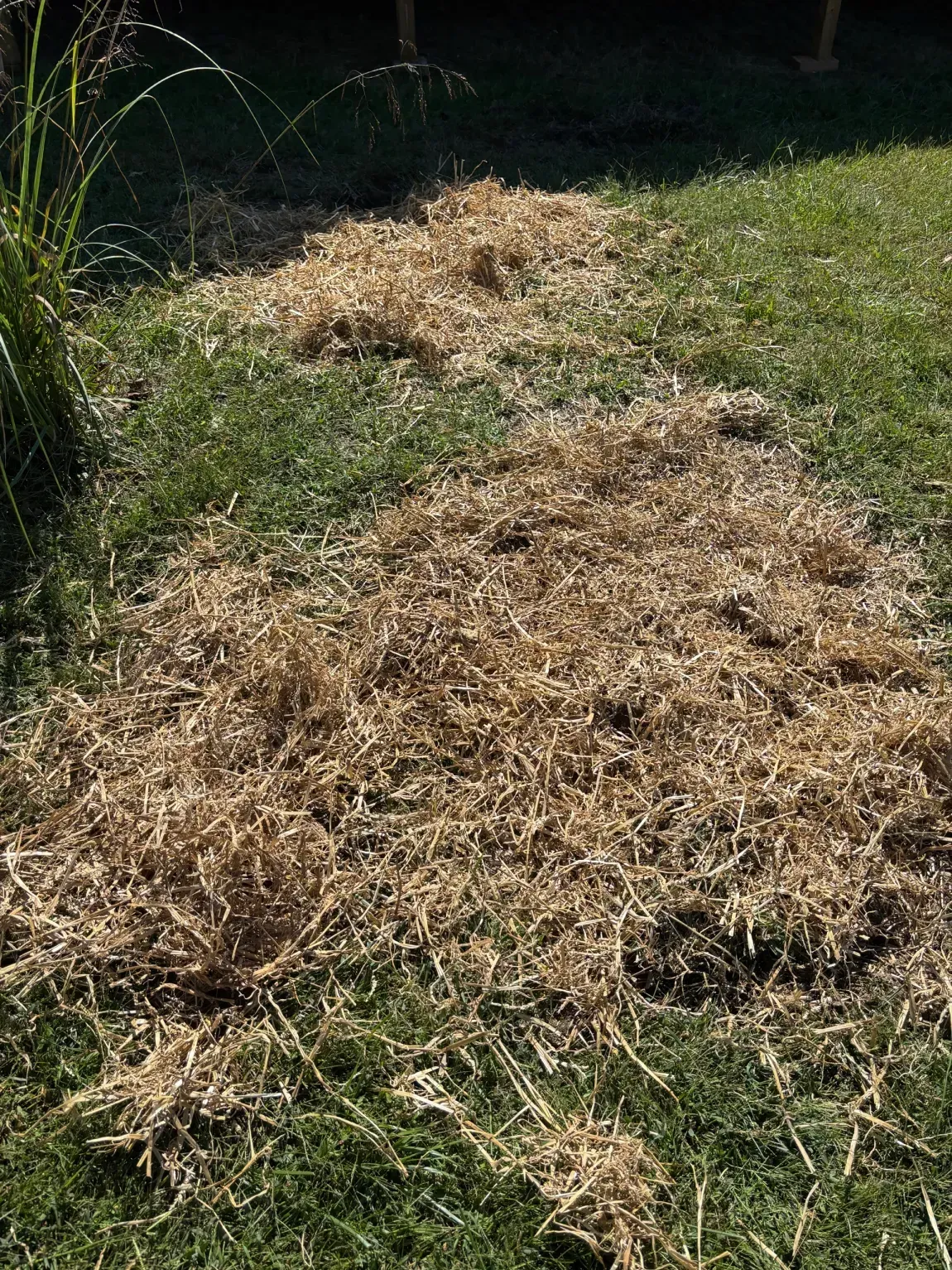 Two piles of dry grass or hay on a grassy lawn in sunlight