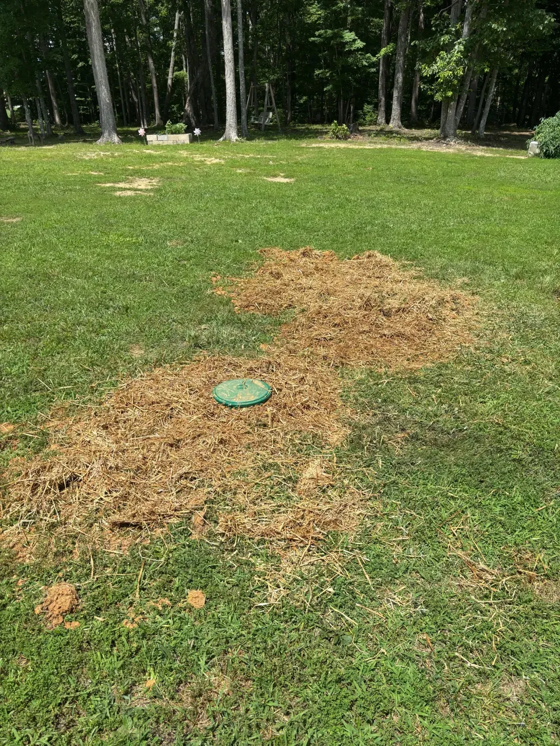 Patchy brown grass around a green sprinkler cap in a grassy yard near trees.