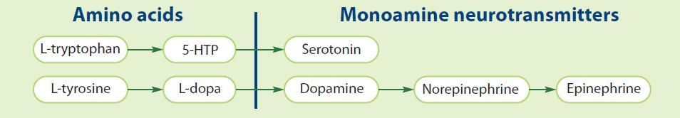 Amino acids and monoamine neurotransmitters chart