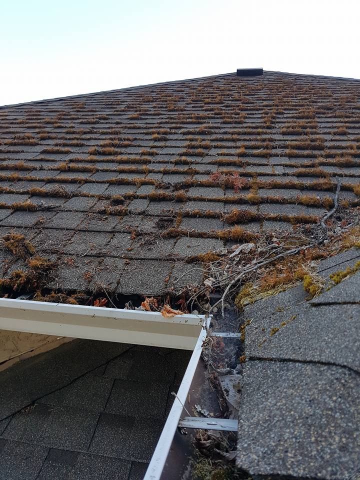 Our moss removal service just starting. A few rows of shingles with moss removed while the rest still needs our work, gutters are quite full