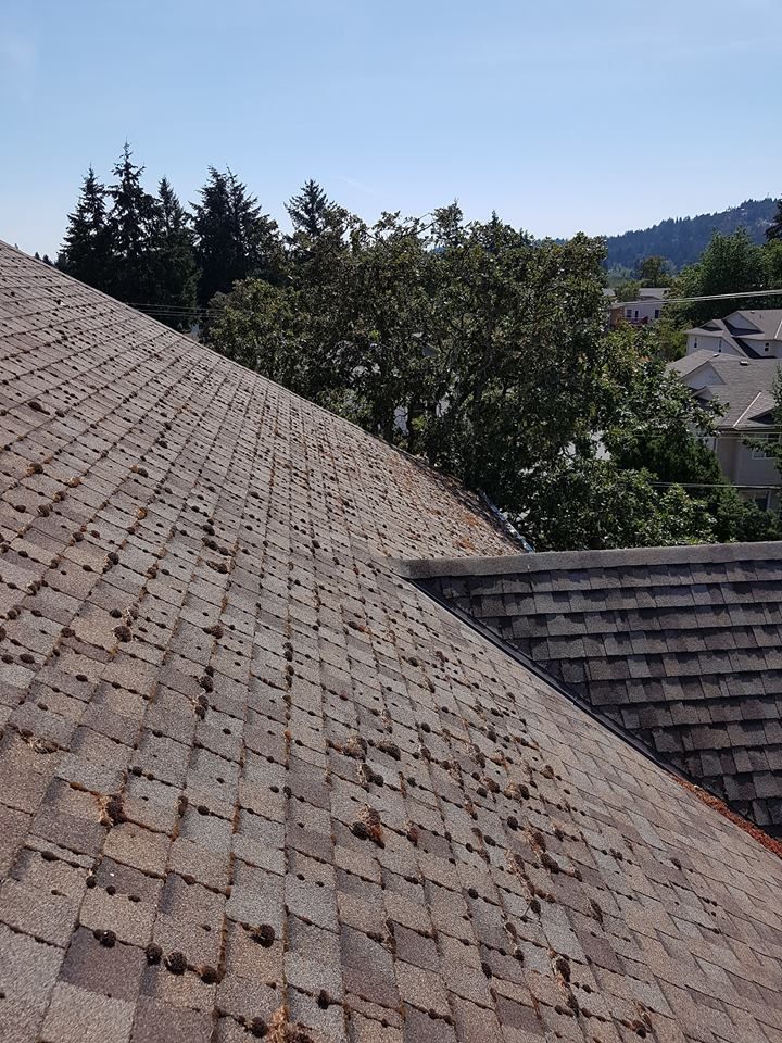 Moss Removal Victoria Roof Cleaning Company