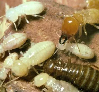 Pillow Termite & Pest Control