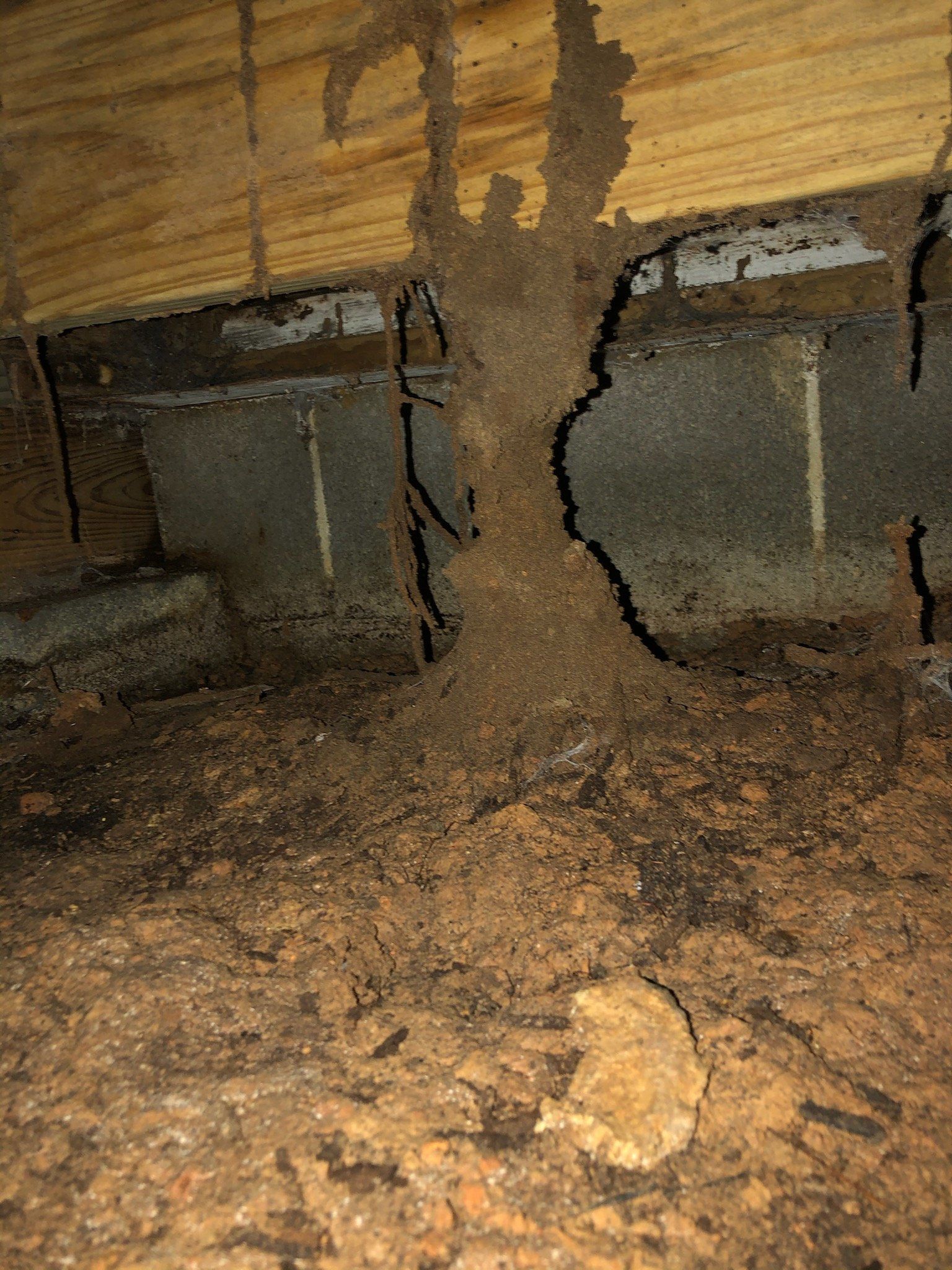 Pillow Termite & Pest Control
