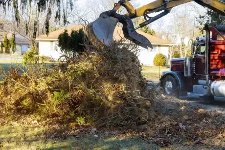 Trees removed from front yard in Nanaimo
