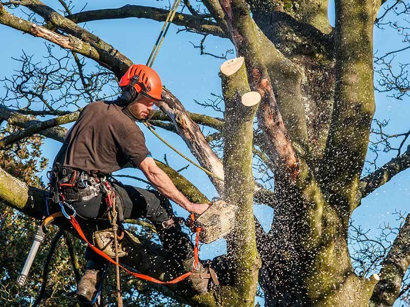 tree work performed by Prince George arborists