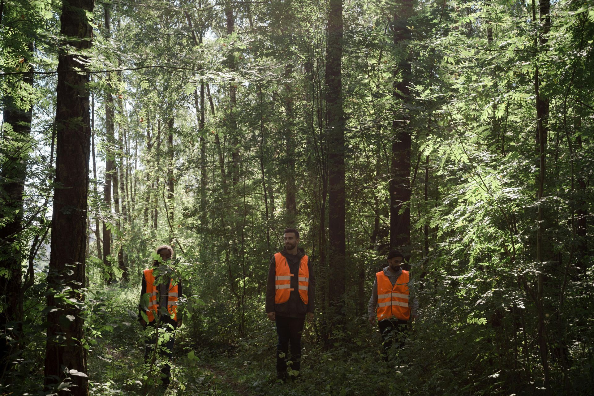 tree inspection Nanaimo
