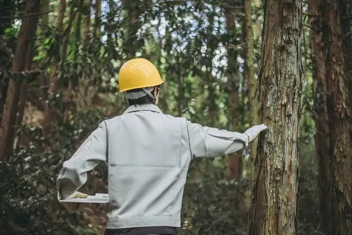 isa certified Arborist preforming a standard tree risk assessment in Nanaimo