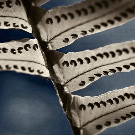Macro fine art botanical photography of the spores on the leaf of a fern plant, made by Françoise Vaal