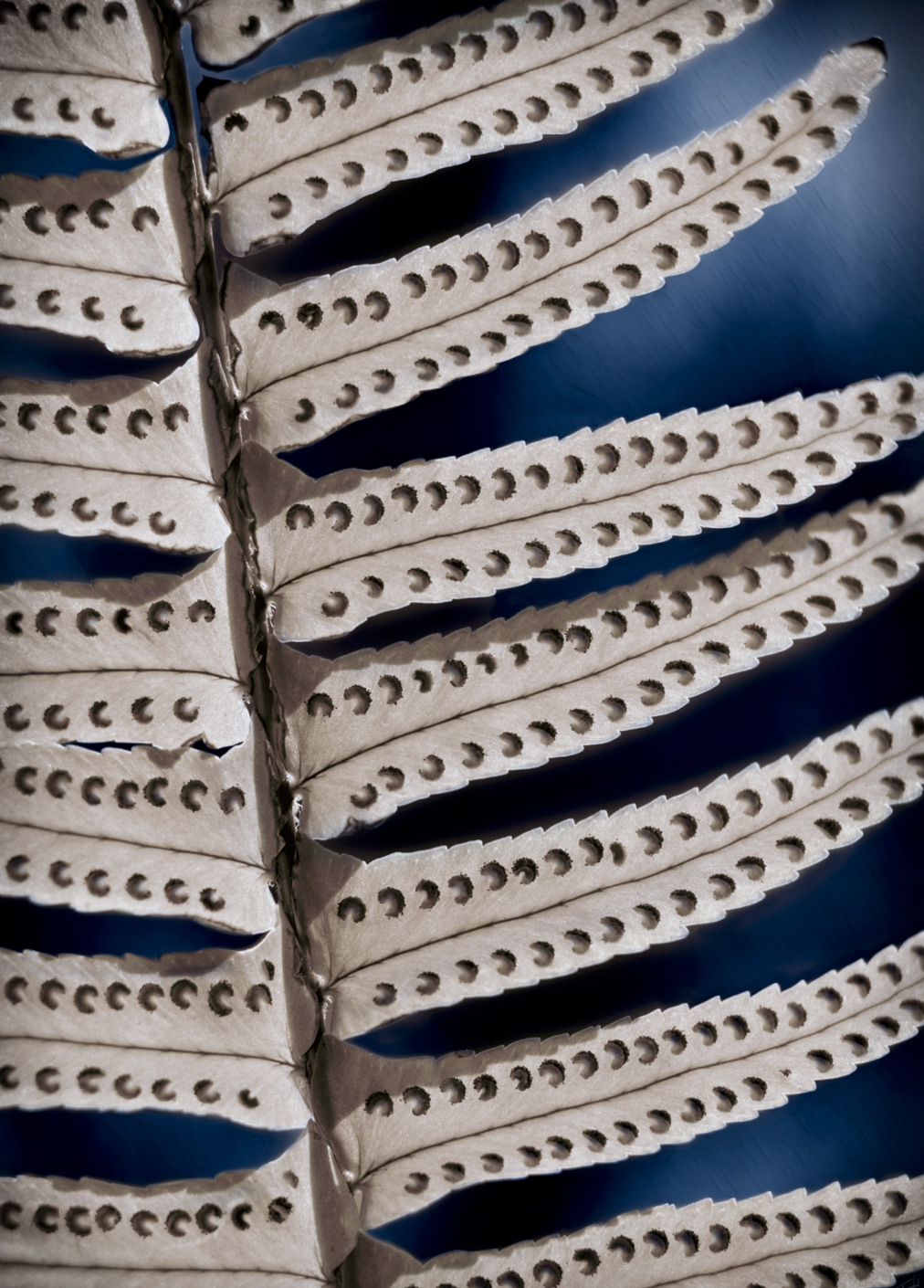 Macro photo of the spores on a fern, mad by Françoise Vaal, emphasizing the intelligence of nature