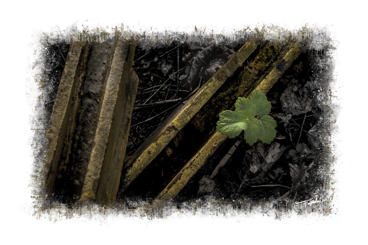 Improvisation Foto van fine art natuur kunst door Françoise Vaal