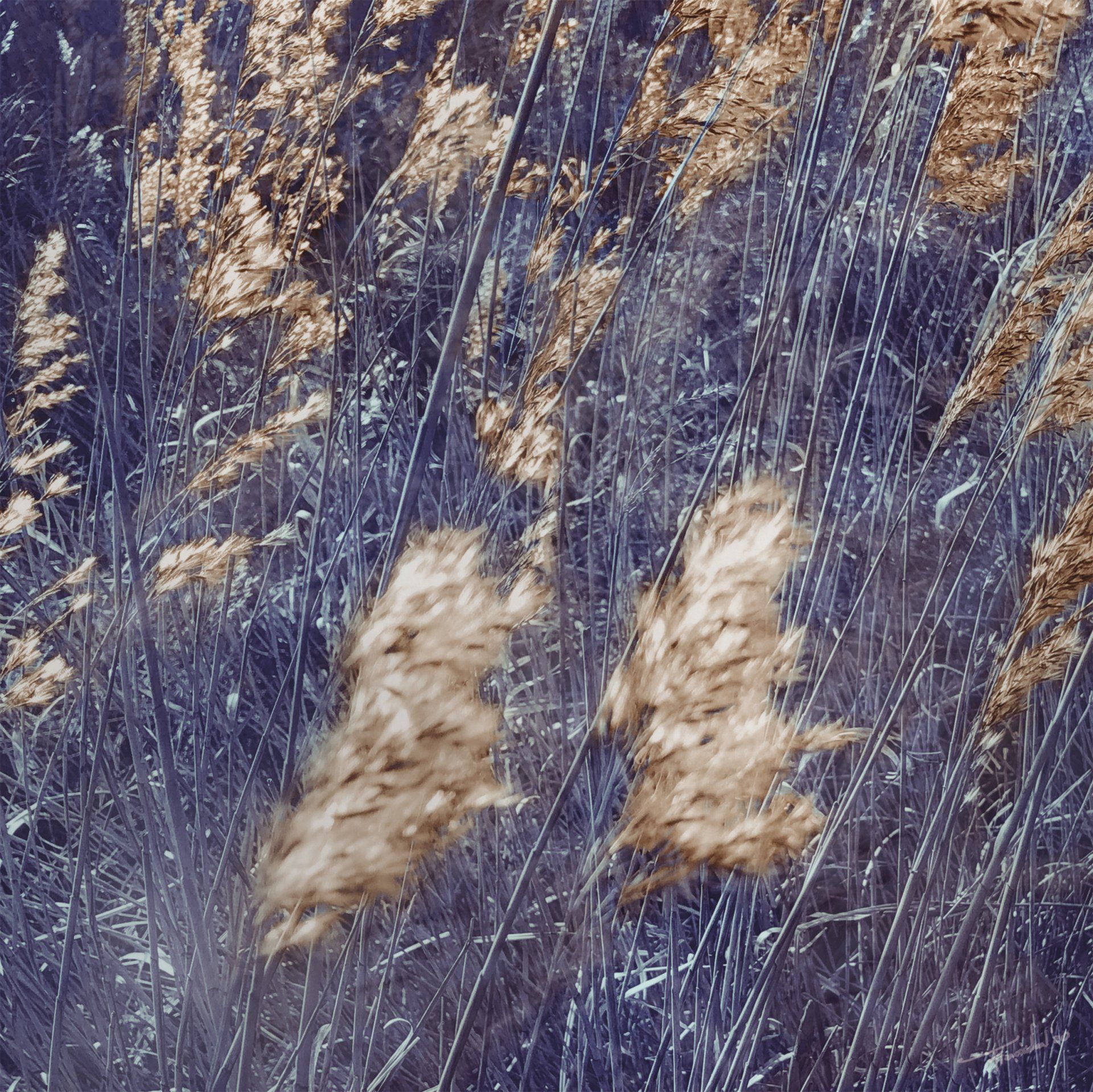 Foto van kunstwerk Will of the Wind van Françoise Vaal Photographic Arts+