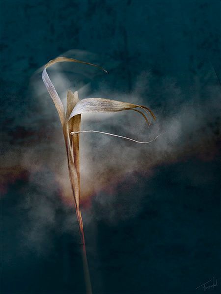 Foto van de Dances serie van Françoise Vaal