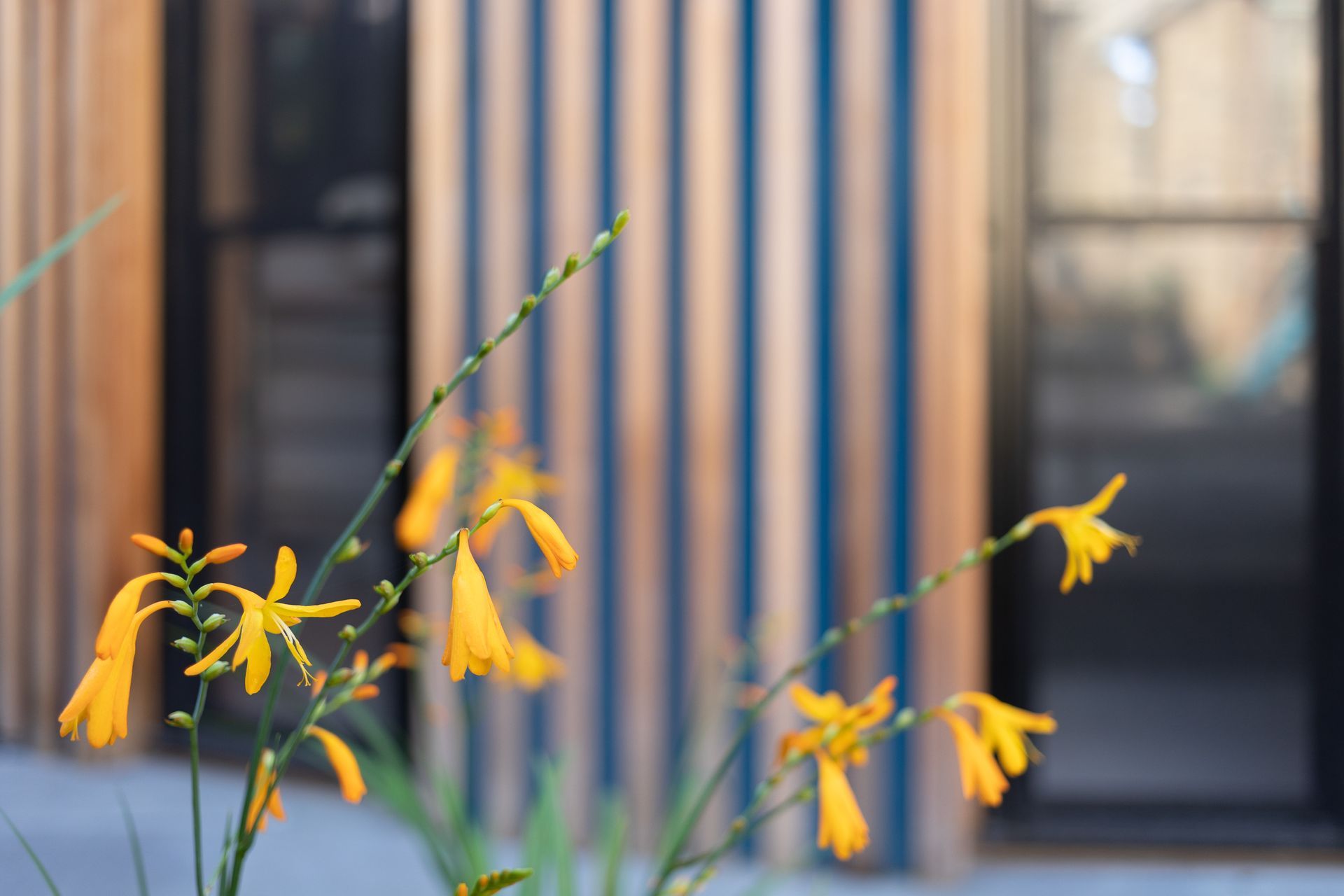 Yellow flowers in foreground, wooden building with blue stripes and windows in background.