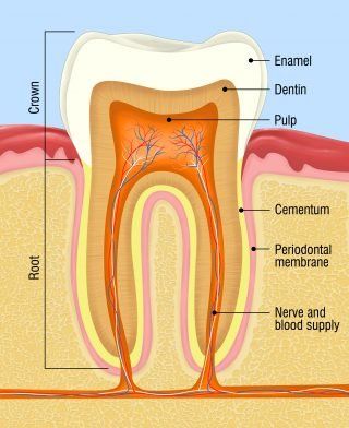 Tooth diagram — Colorado Springs, Co — West One Family Dental Tooth diagram — Colorado Springs, Co — West One Family Dental