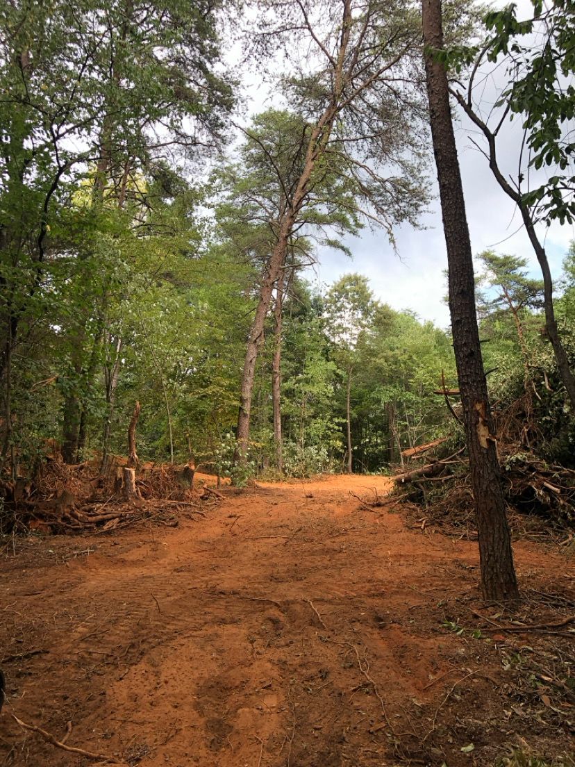 Dirt path through a green forest with tall trees and a cloudy sky