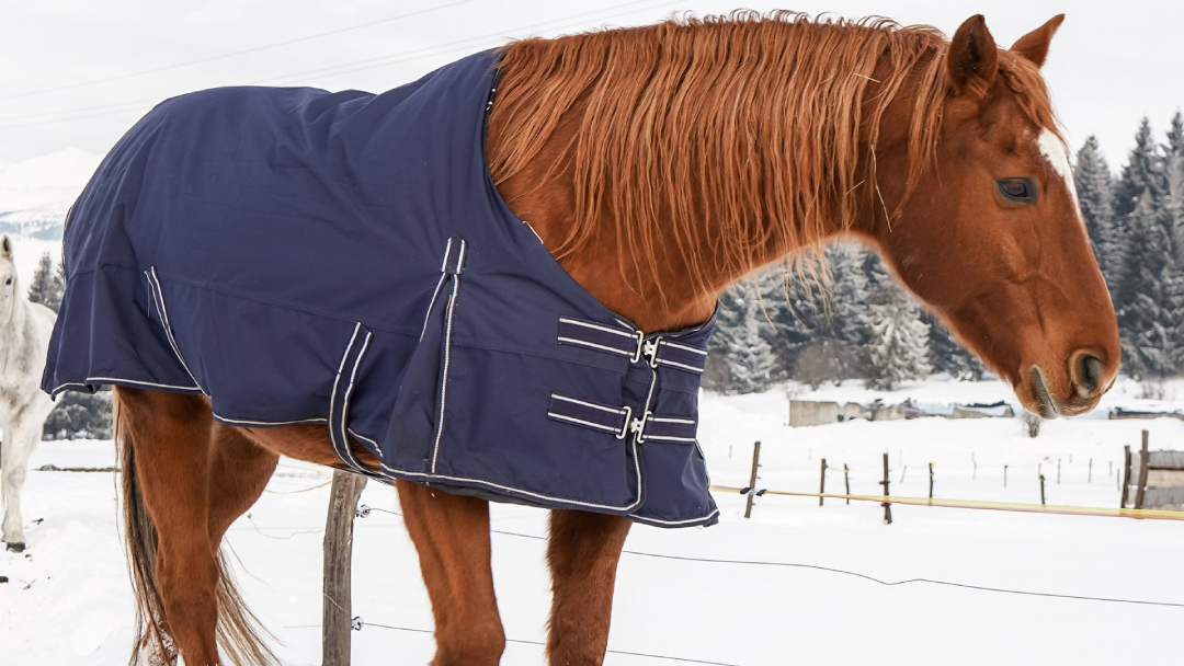 Pferd