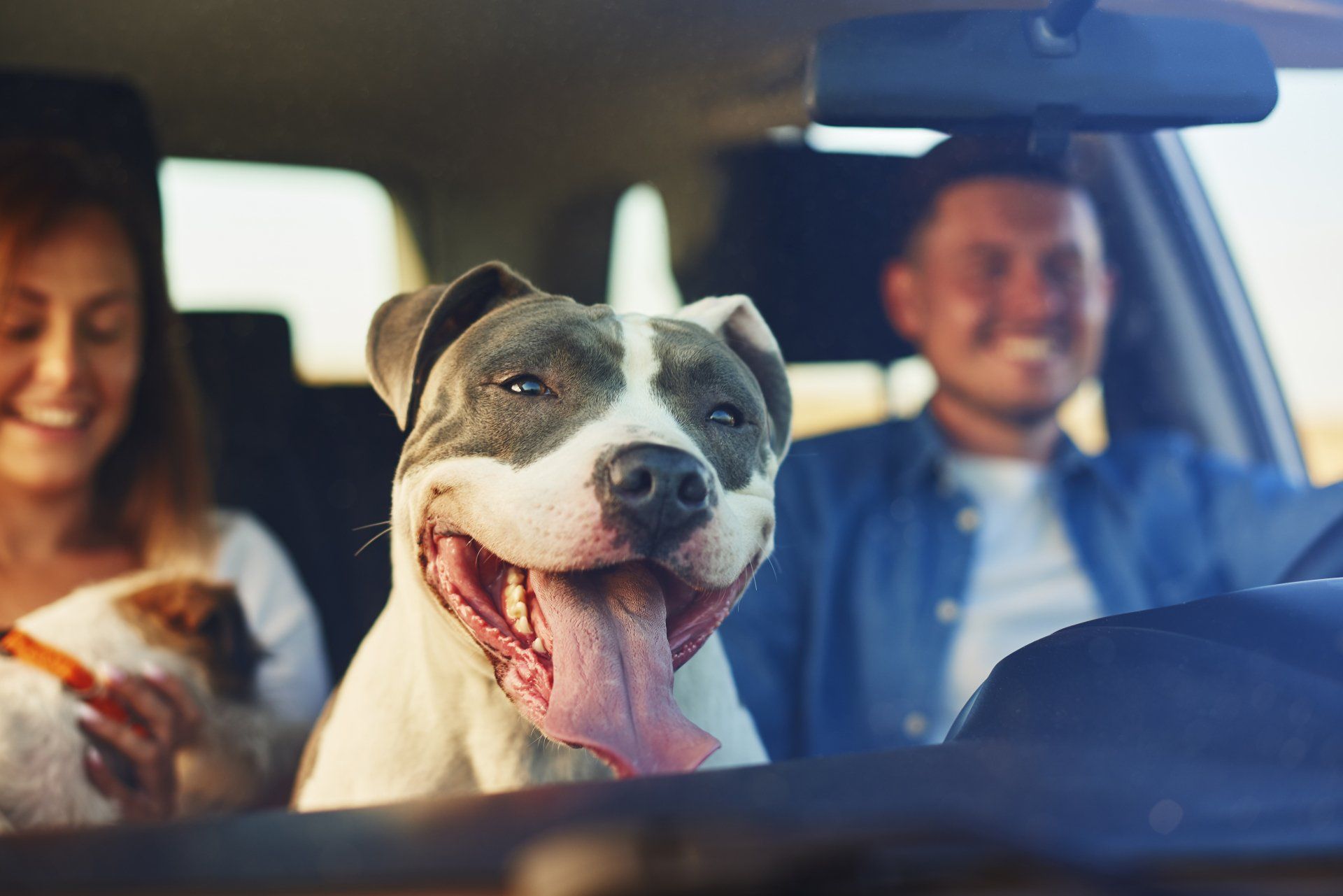 perros de seguridad perros de seguridad