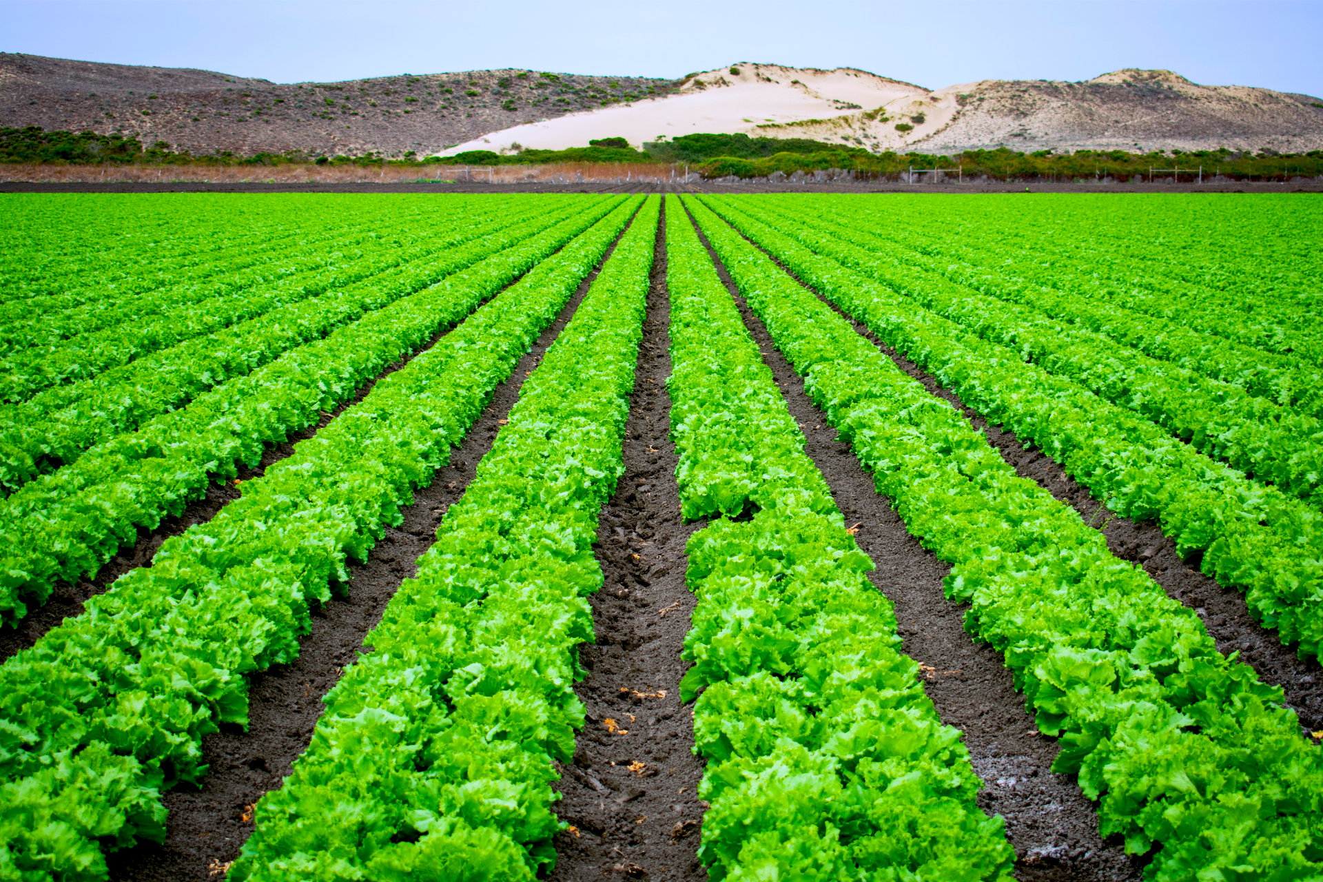 Agriculture