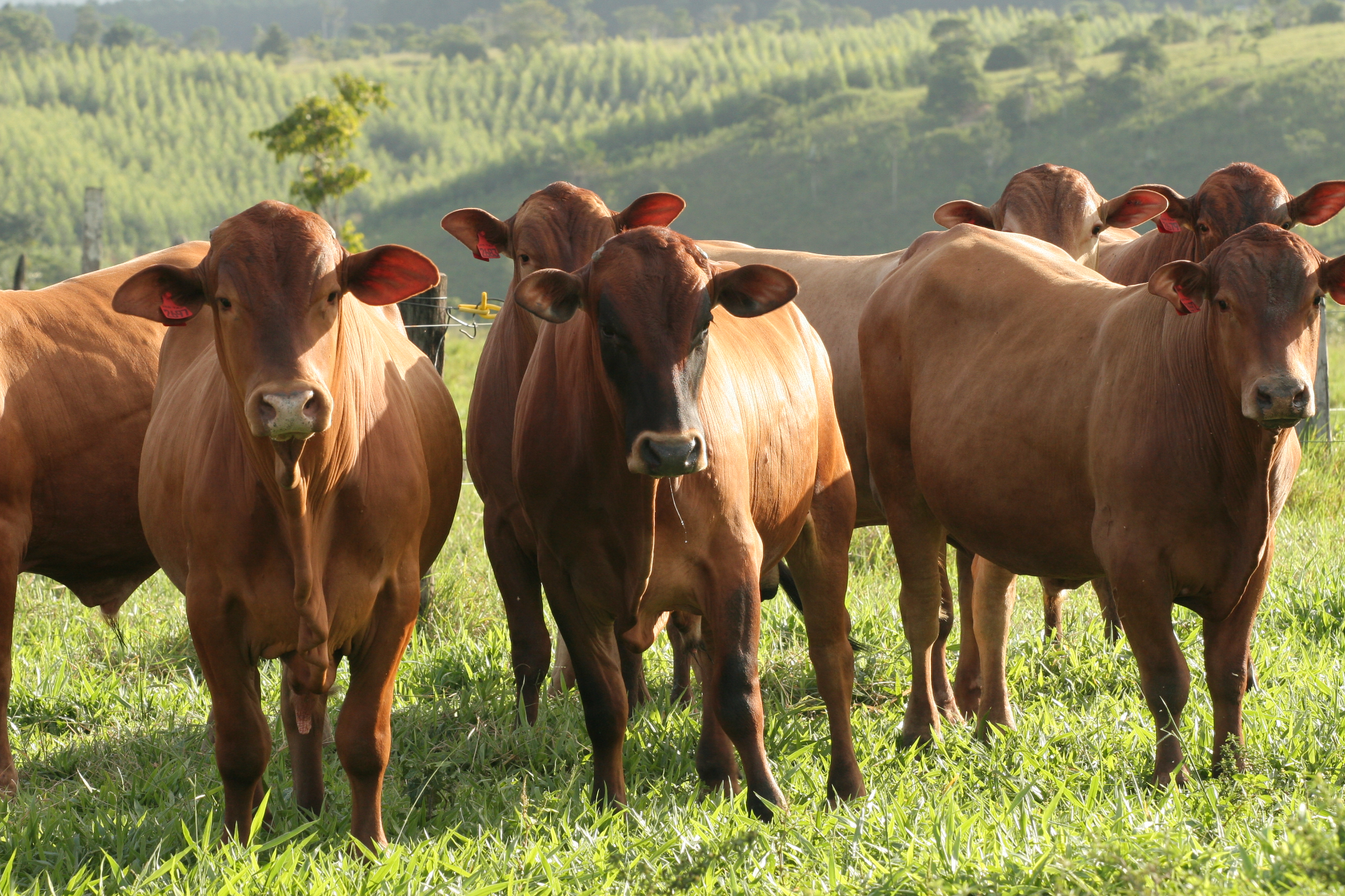 L'élevage et l'agriculture sont des piliers de notre société. Nous finançons des projets d'élevage responsables.