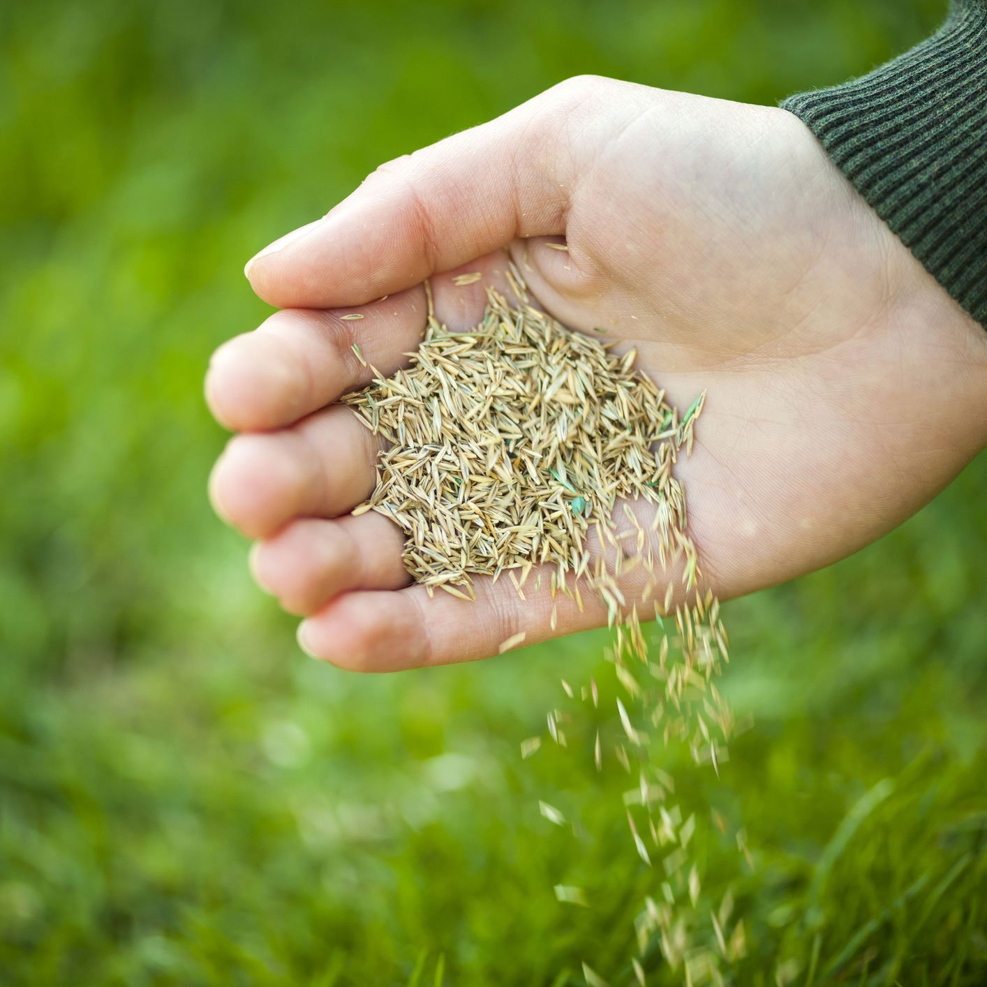Sod Farm Ellicott, CO Schubert’s Sod Depot