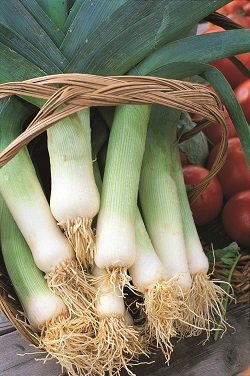 Polythene plant pots by Hadopots