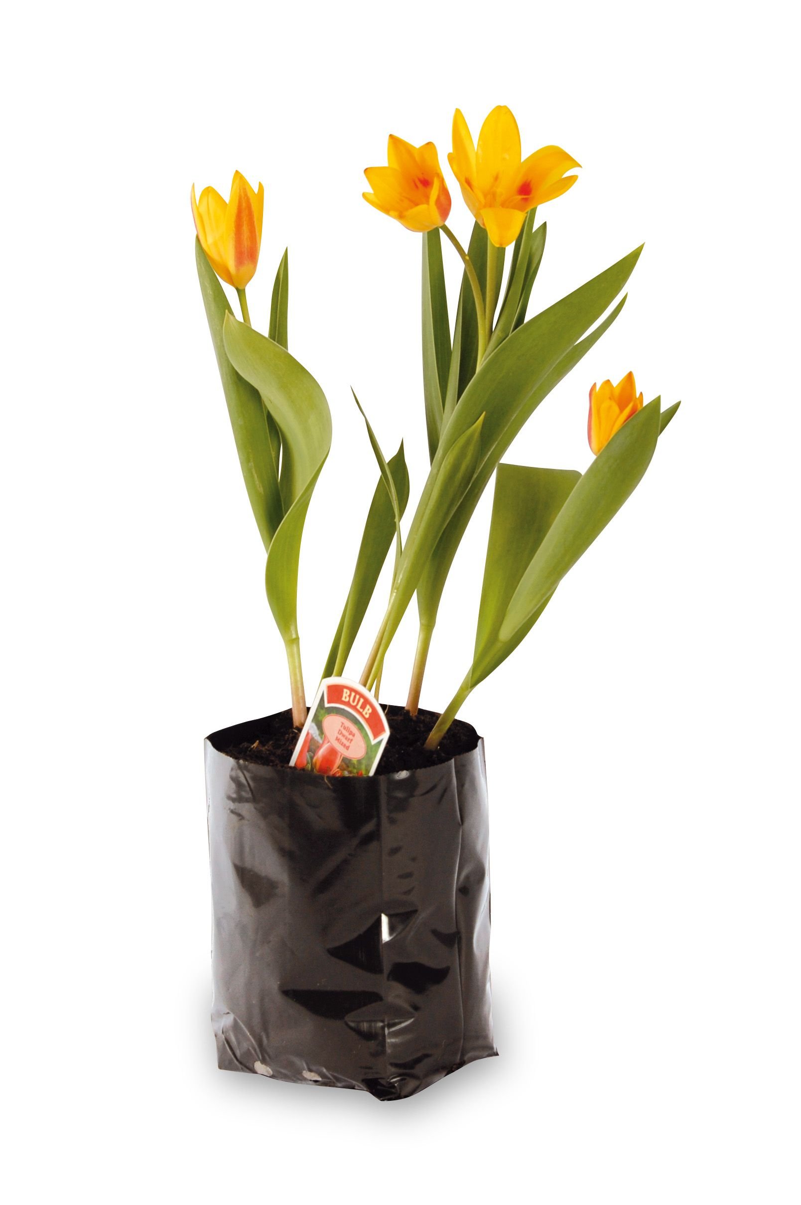 Polythene plant pots by Hadopots