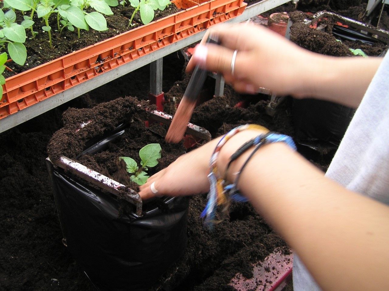 Polythene plant pots by Hadopots