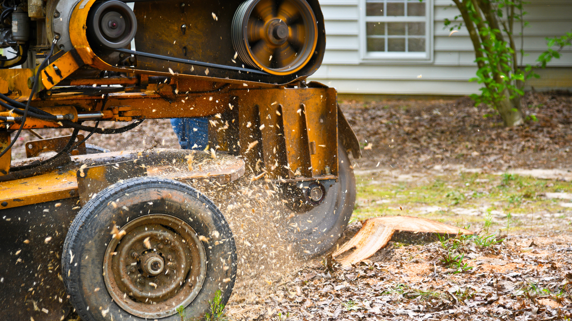 A tree stump grinder is cutting a tree stump in front of a house.