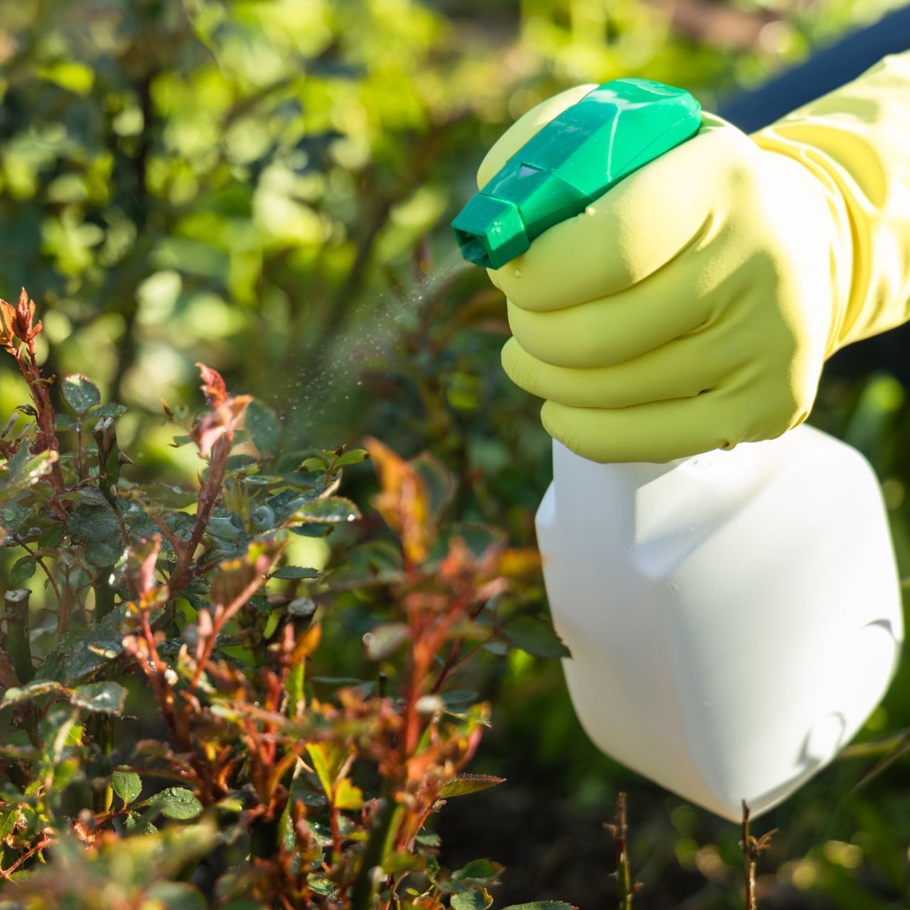 A person spraying a plant with pest control spray.