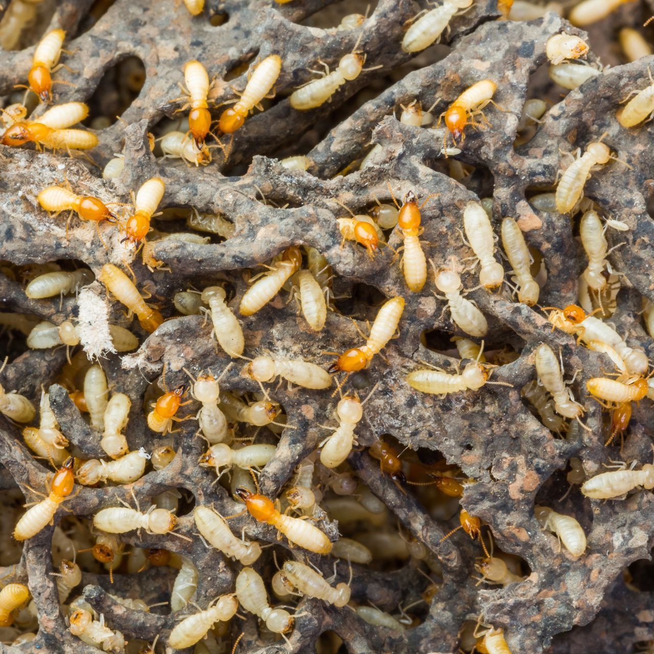 A close up of a pile of termites on eaten wood.