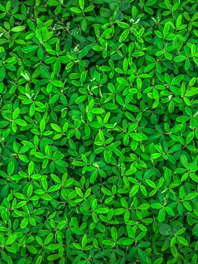 A large green bush.