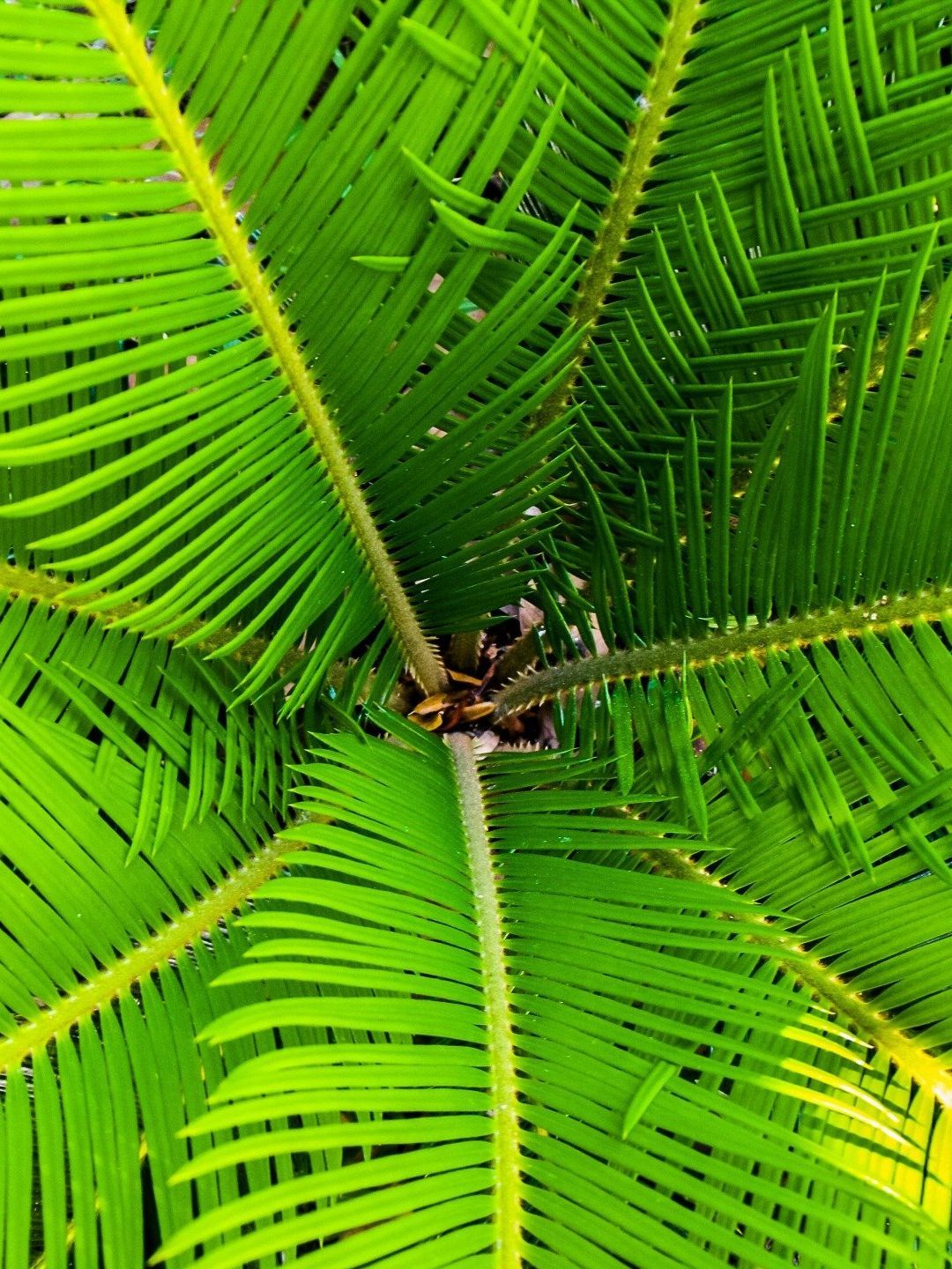 Big green palm tree leaves.