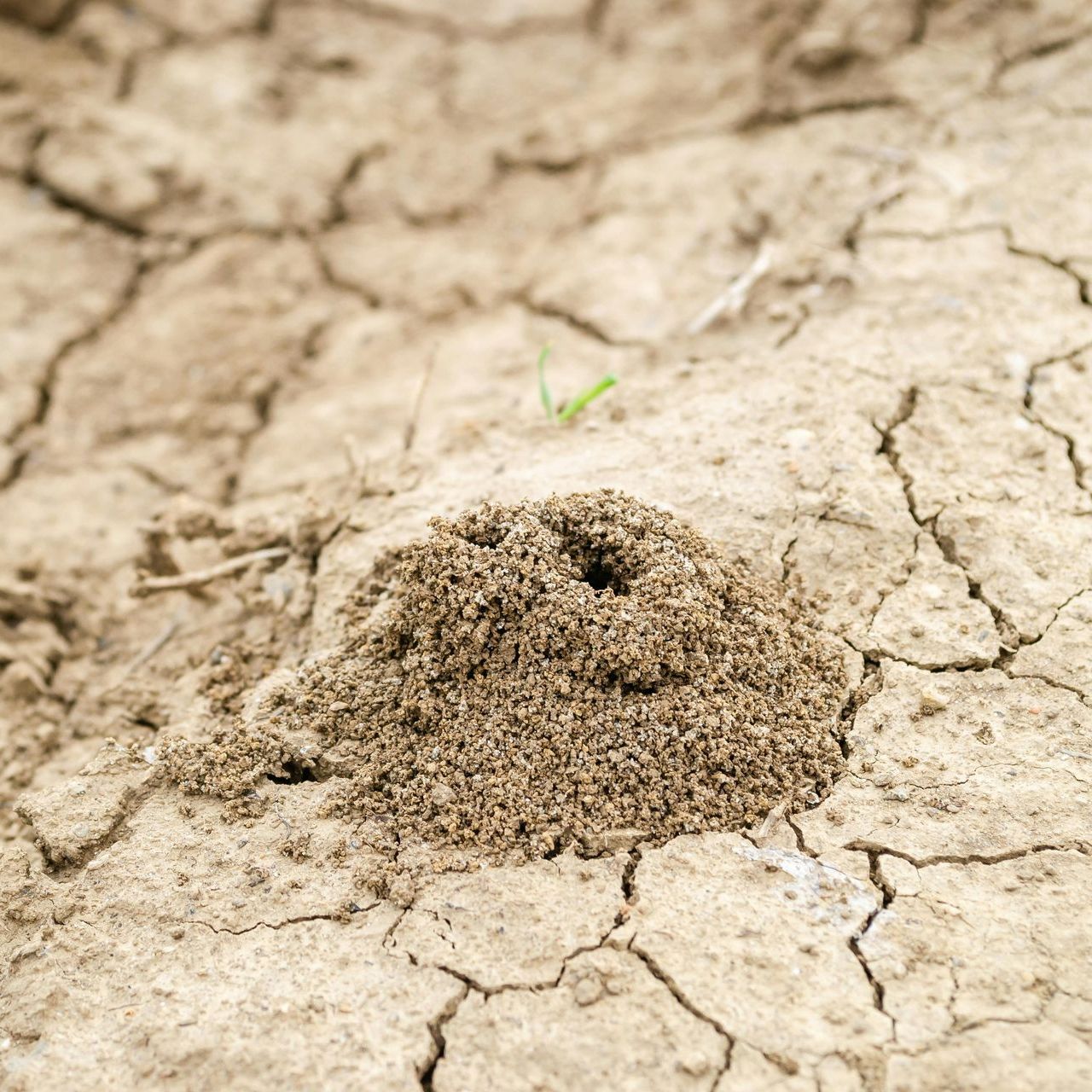 A dead ant hill.