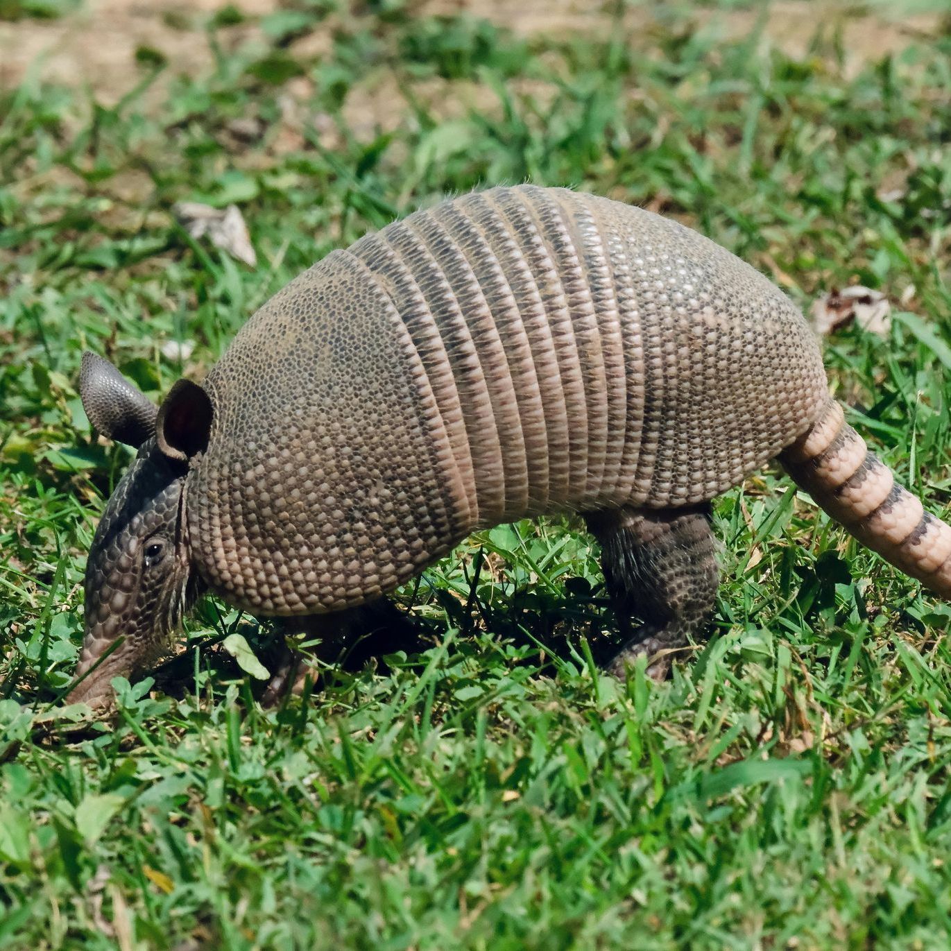 An armadillo is standing in the grass looking for food.