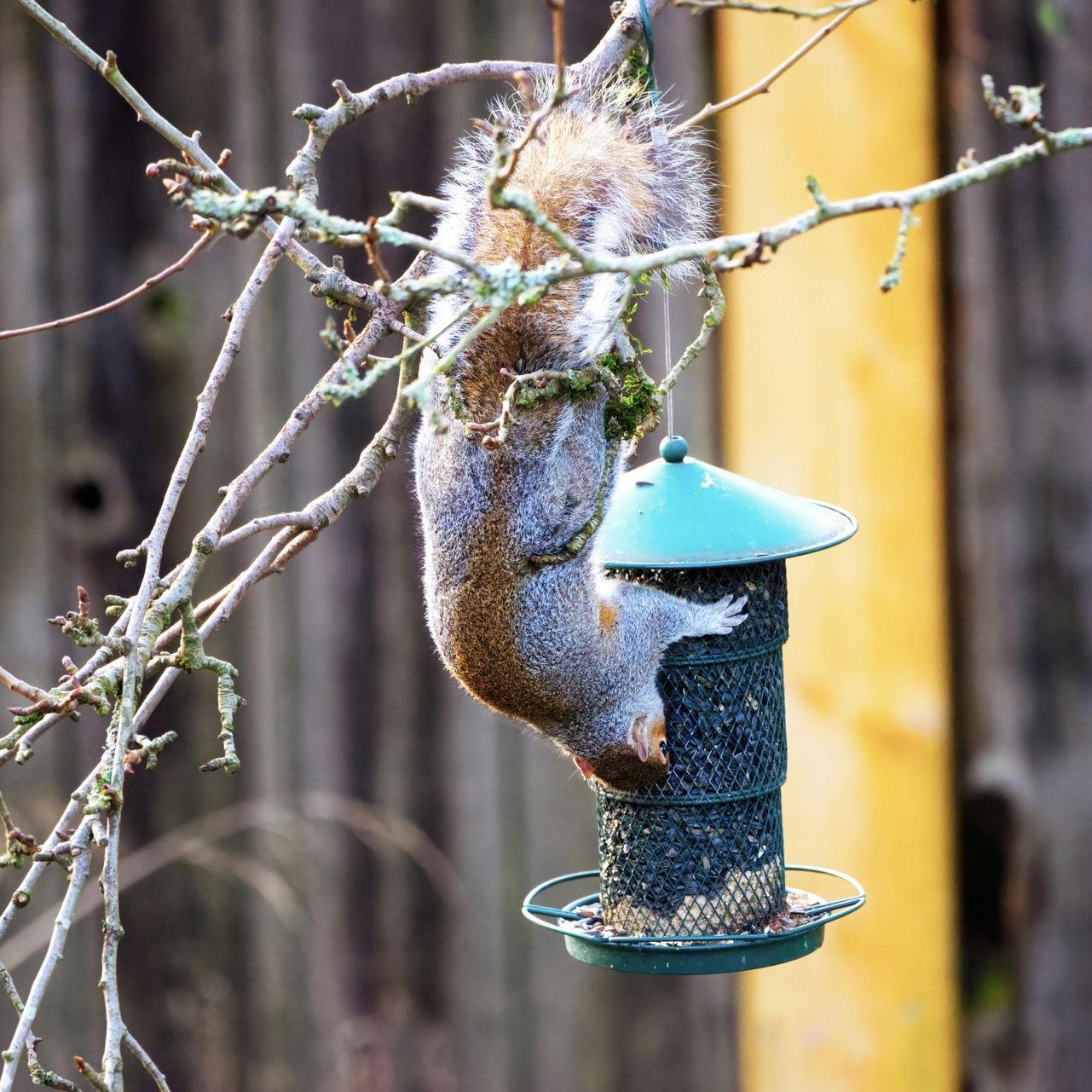 A squirrel is eating from a bird feeder hanging from a tree branch.