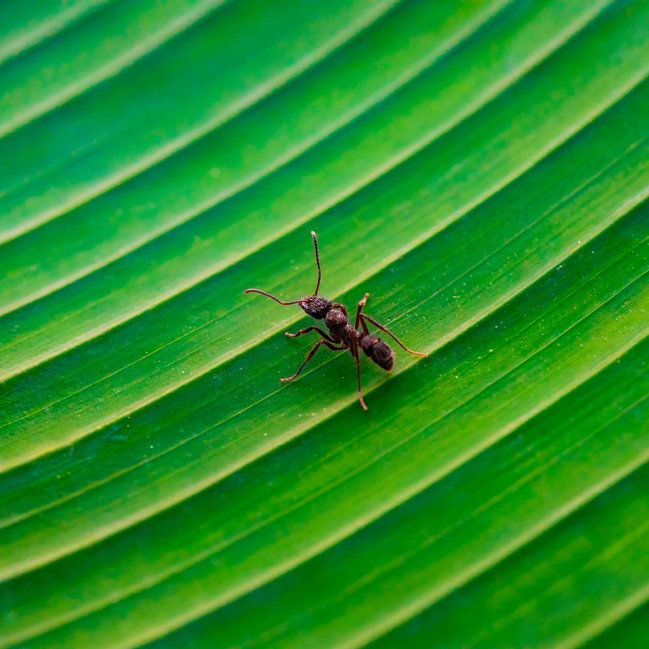 An ant is sitting on a green leaf.