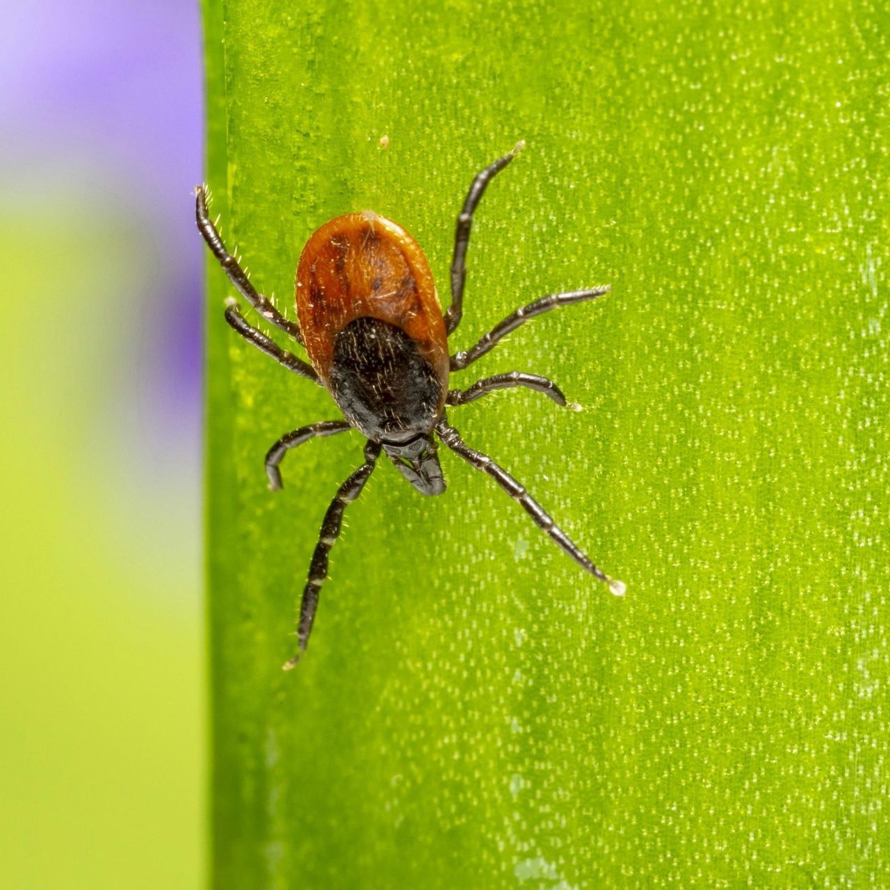 A close up of a tick on a green leaf.