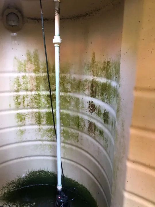 A Water Tank Filled With Green Algae And A White Pipe — Alligator Water Tank Cleaning In Pomona, QLD