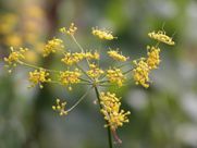 A close up of a plant with yellow flowers on a green background.