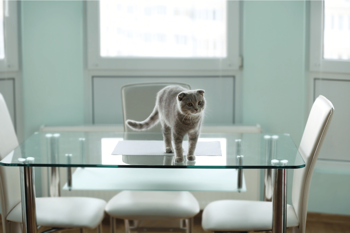 Gray cat standing on a glass table in a room with white chairs and a window.