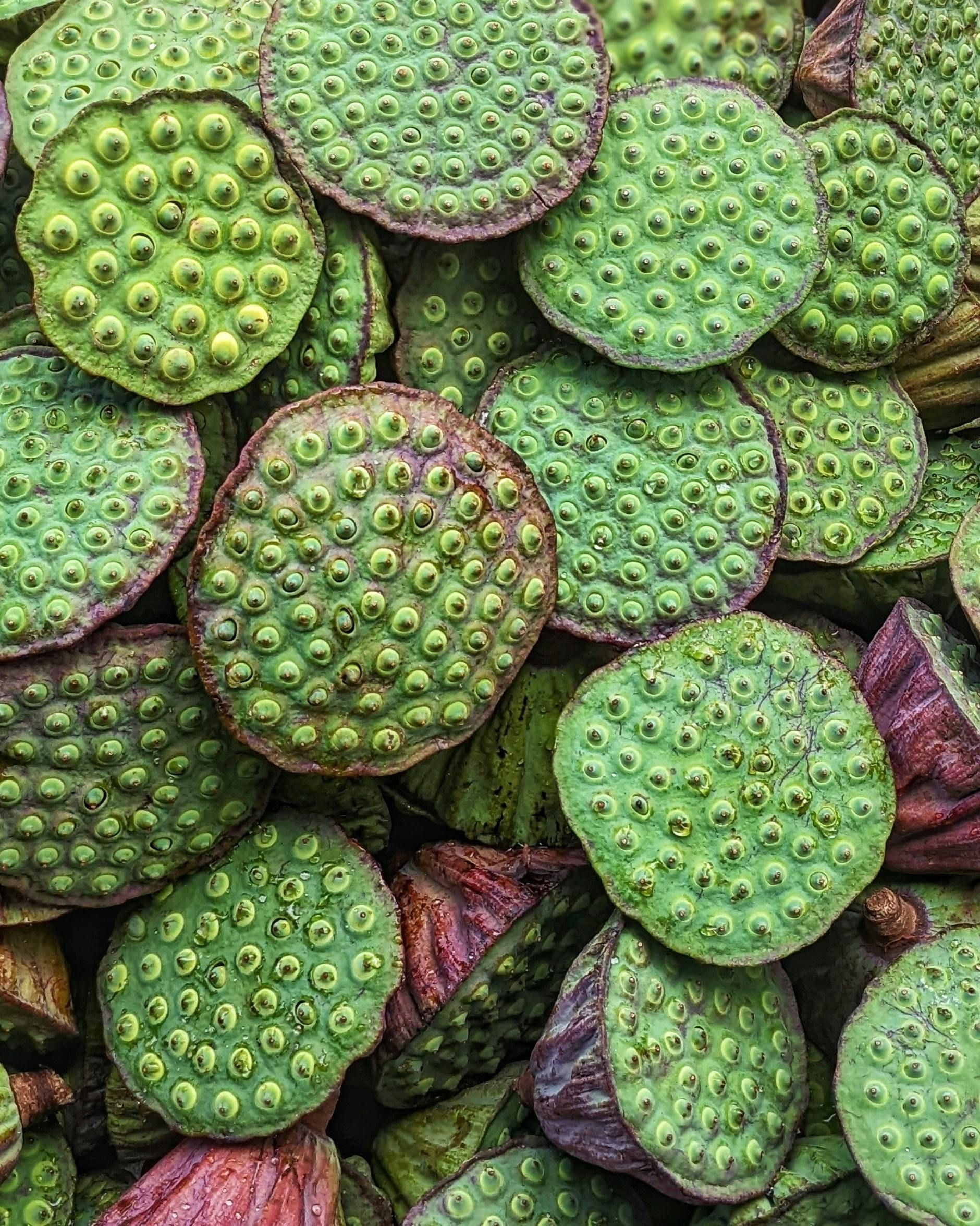 Lotus Seed Hear