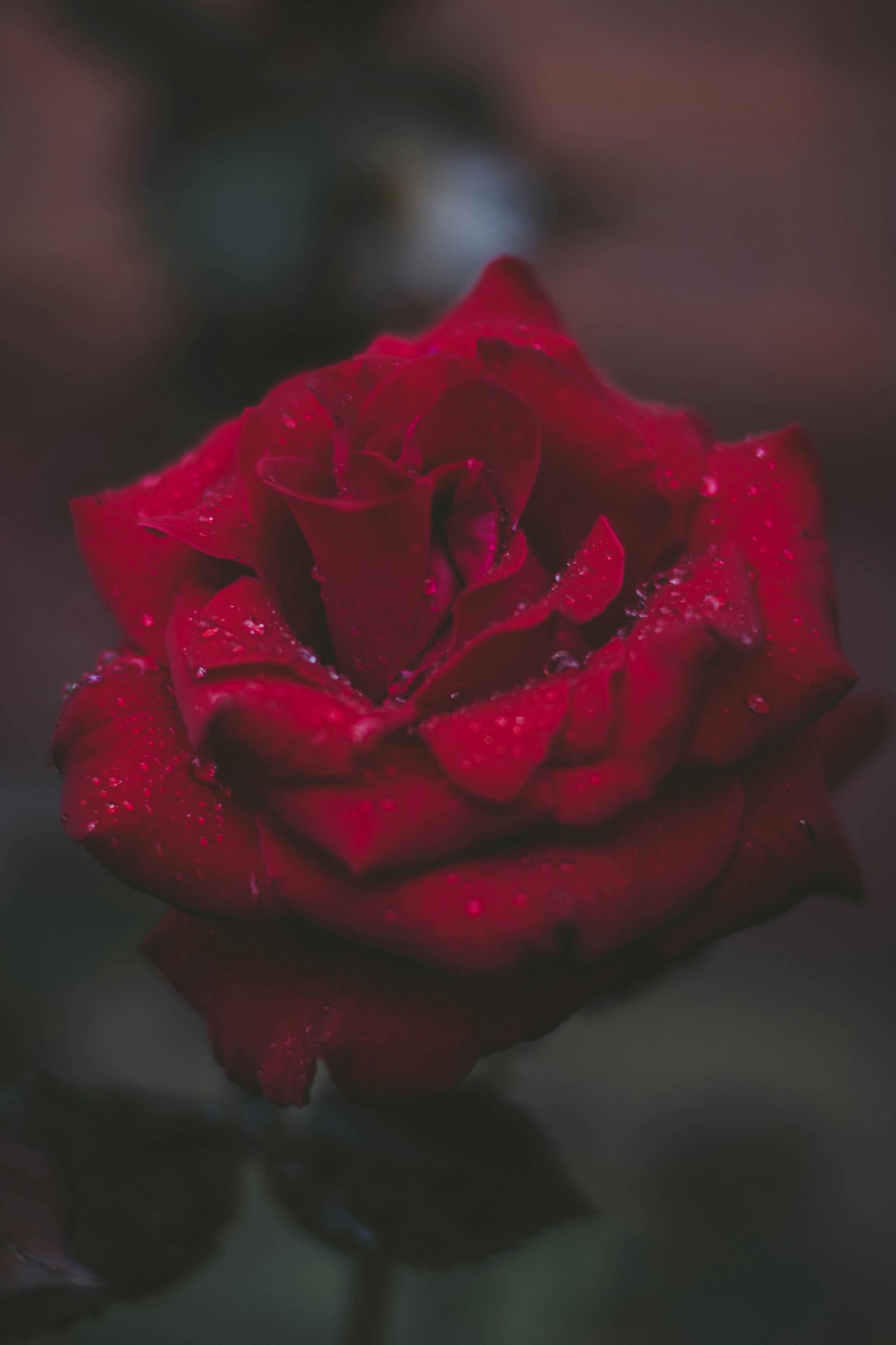 Rose Petals