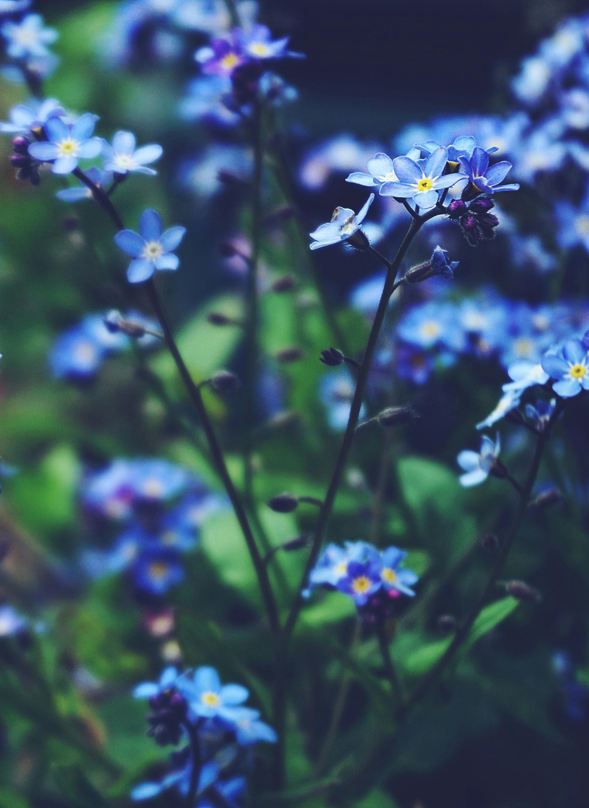 Don't Forget Me