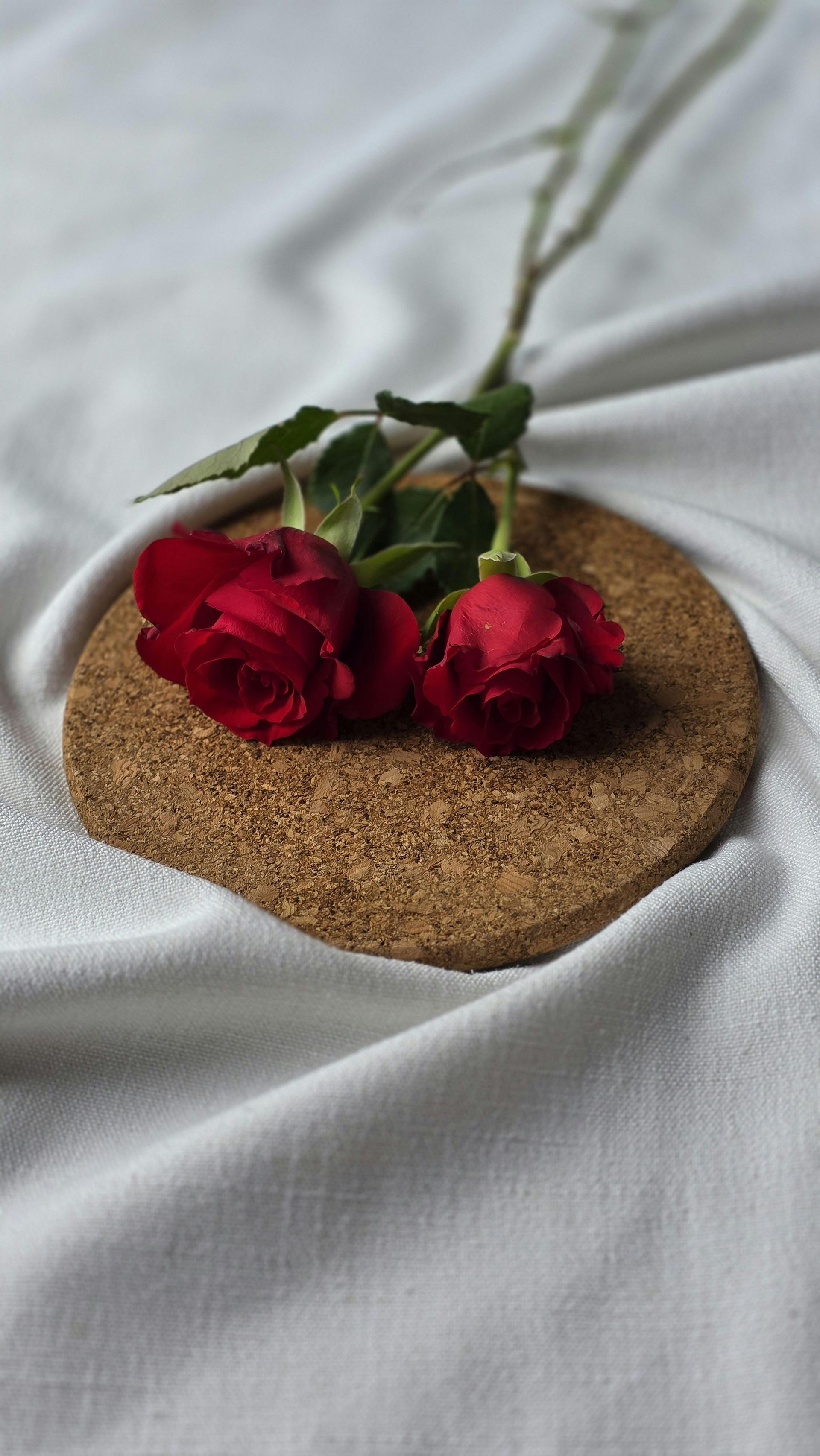 Phnom Penh Rose