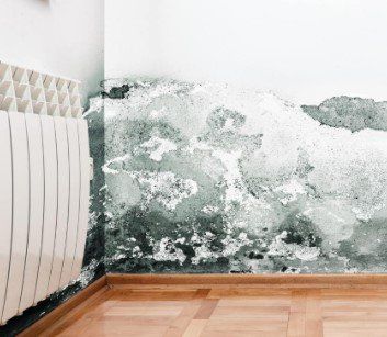 Mold Inspection Cape Coral, FL
