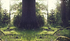 A tree trunk in the middle of a forest with the sun shining through the trees.