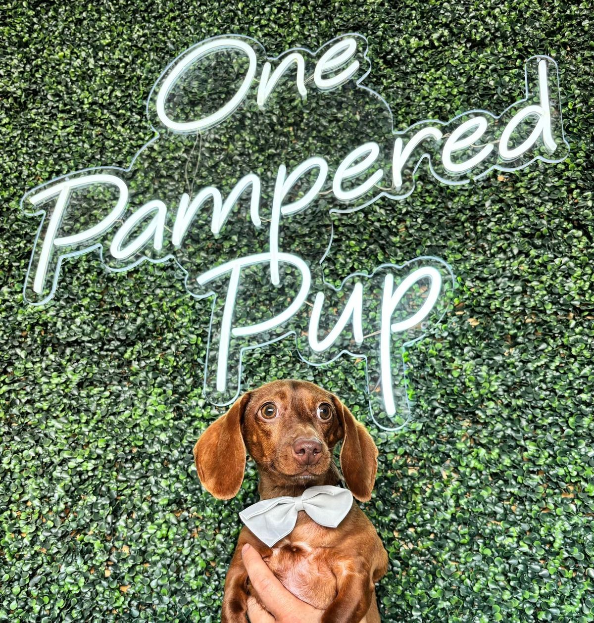 One Pampered Pup: Voted CT Businesses Top Dog Grooming Company